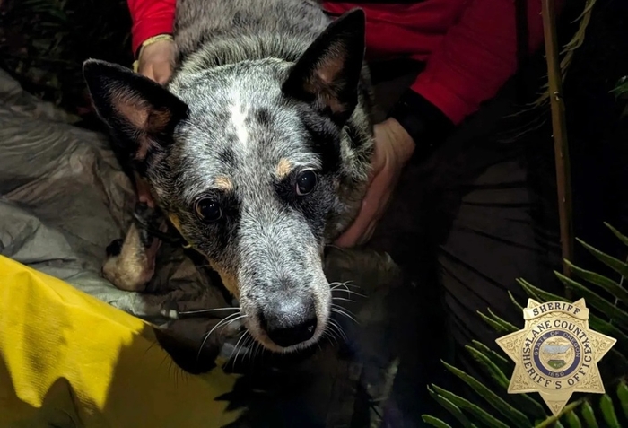 미국에서 주인을 구한 반려견 '카미'. 사진=레인 카운티 보안관 사무소