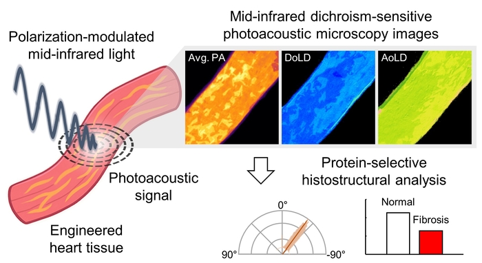 중적외선 이색성 민감 광음향 현미경을 이용한 인공 심장 조직의 구조적 분석에 대한 모식도