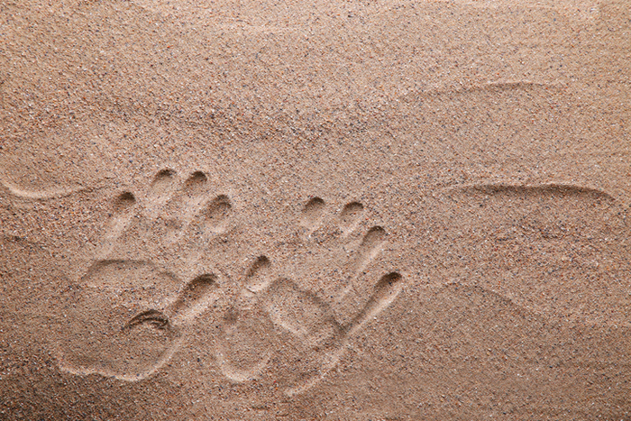 제7의 감각?… “인간, 만지지 않아도 모래 속 파묻힌 물체 감지”