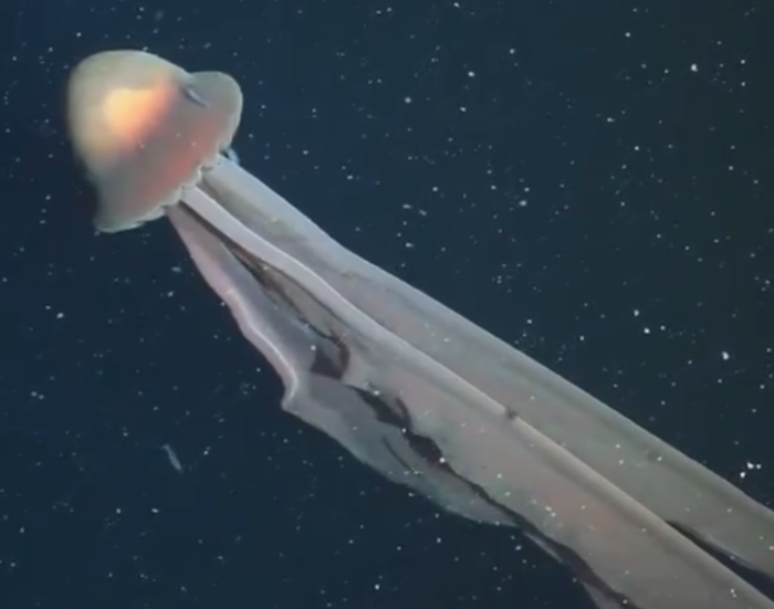 최근 에르헨티나 심해에서 발견된 거대 유령 해파리(학명 Stygiomedusa gigantea). 사진=엑스(@SchmidtOcean) 캡처