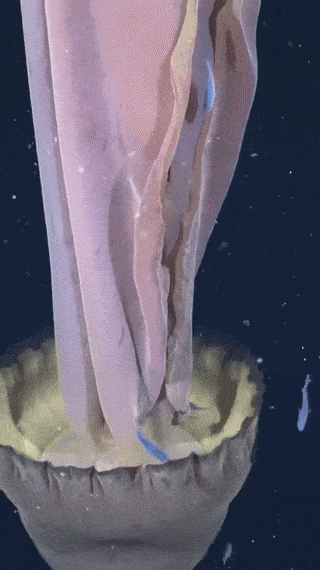 최근 에르헨티나 심해에서 발견된 거대 유령 해파리(학명 Stygiomedusa gigantea). 사진=엑스(@SchmidtOcean) 캡처