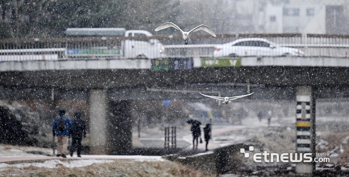 [포토] 눈 피해 날아오르는 백로