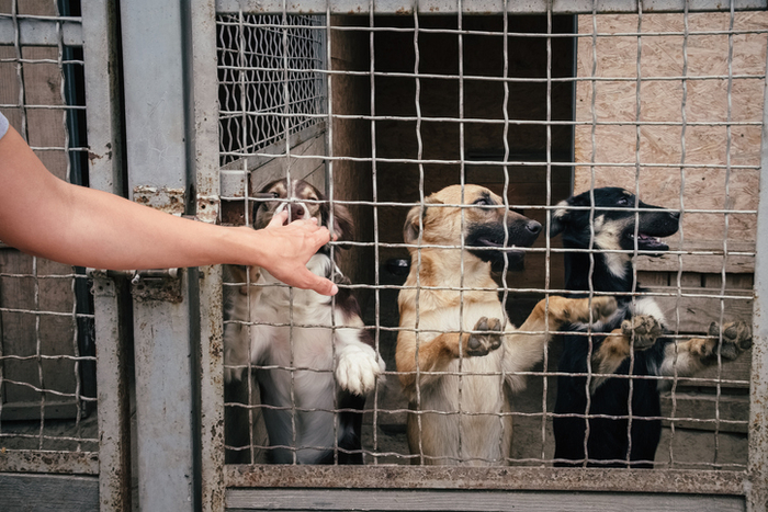 개. 기사와 직접적 연관 없음. 사진=게티이미지뱅크