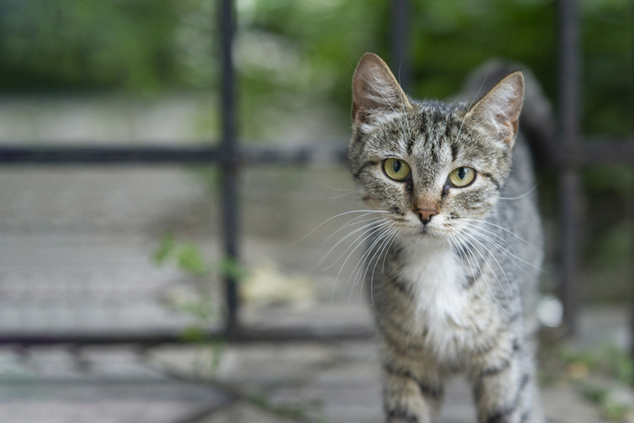 고양이. 기사와 직접적 연관 없음. 사진=게티이미지뱅크