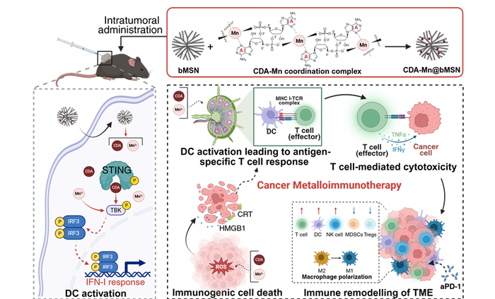 금속-면역치료 연구 개요.