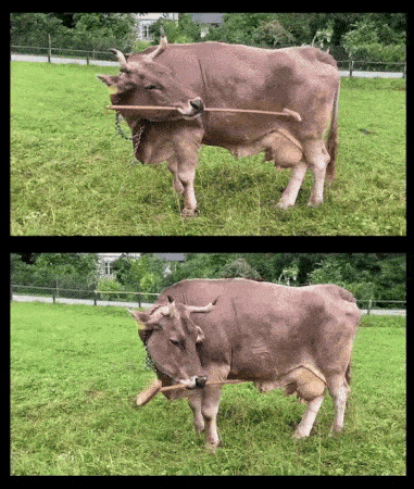 오스트리아 암소 베로니카(13)가 빗자루로 몸을 긁는 모습. 사진=빈 수의과대학교 안토니오 오수나-마스카로 박사후 연구원