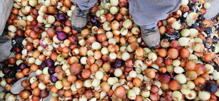 영국 이스트서식스주 인근 해변으로 밀려온 양파. 사진=CNN 캡처 / 조엘 보니치