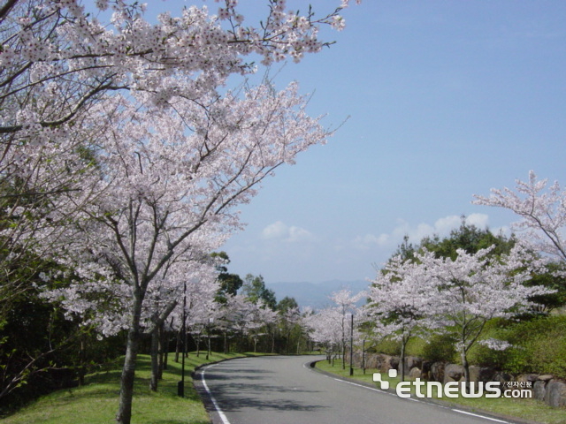 사츠마골프&온천리조트 내 벚꽃 모습