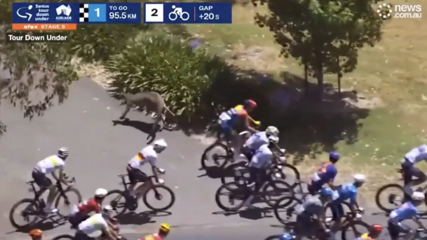 호주에서 열린 국제 자전거 대회에서 야생 캥거루가 갑작스럽게 코스로 뛰어들며 선수들과 충돌하는 사고가 발생했다. 사진=뉴욕포스트