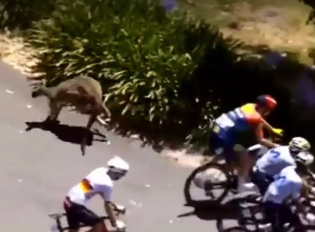 호주에서 열린 국제 자전거 대회에서 야생 캥거루가 갑작스럽게 코스로 뛰어들며 선수들과 충돌하는 사고가 발생했다. 사진=뉴욕포스트