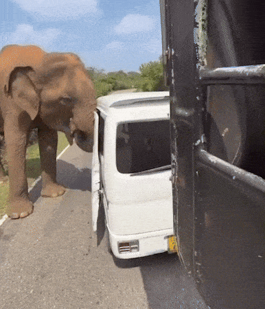 스리랑카에서 야생 코끼리가 관광객이 탑승한 차량을 향해 돌진하는 긴박한 순간이 포착됐다. 사진=엑스