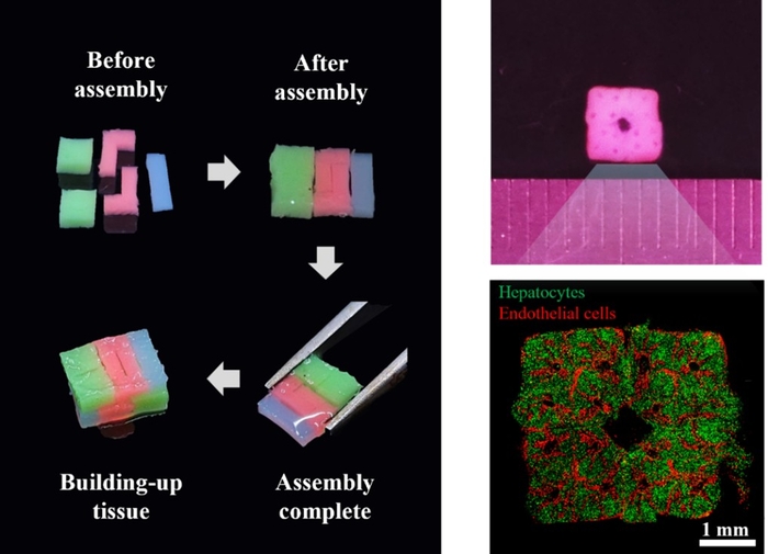 티앤알바이오팹 '세포 블록 조립' 방식 인공장기 제작 기술 발표
