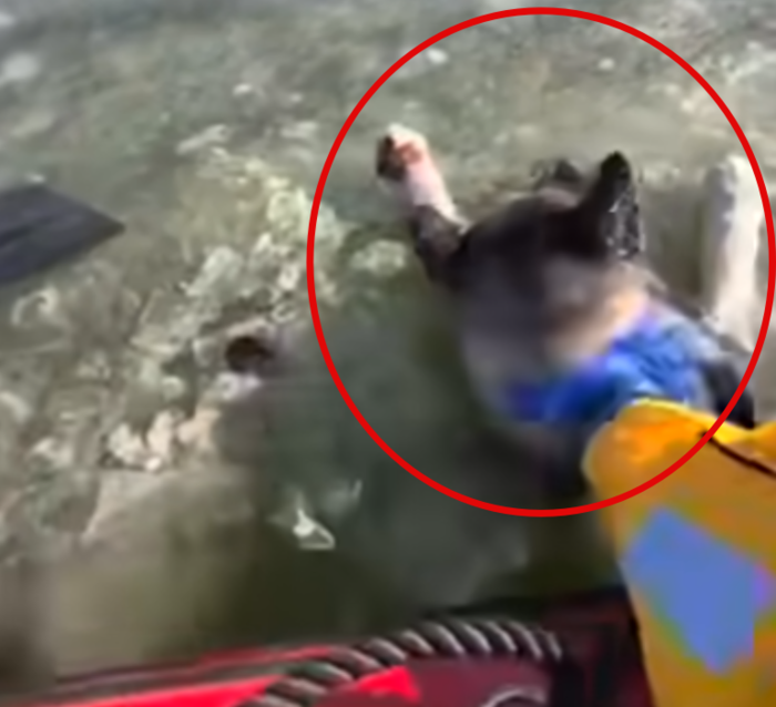 지난 19일(현지시간) 미국 미주리주의 한 호수에 빠진 개가 해상구조대에게 구조됐다. 사진=페이스북(St Louis Fire Department) 캡처