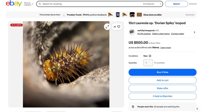 온라인 상거래 플랫폼 이베이에서 거래되고 있는 '두리안 스파이키'. 사진=이베이 / 뉴욕타임스 캡처
