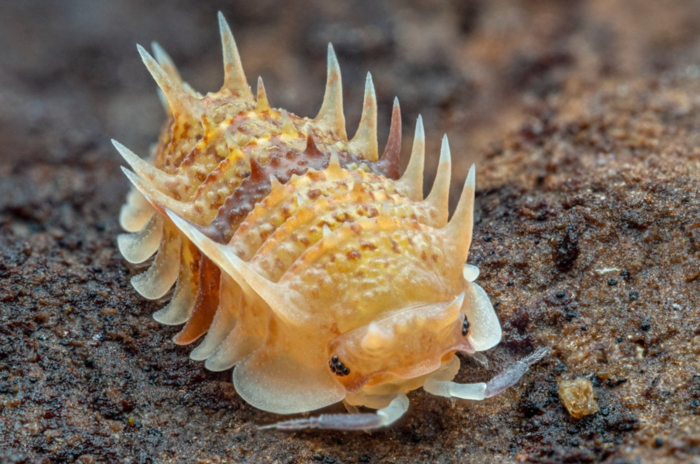 등각류 일종인 '쿠바 스파이키'(학명 Pseudarmadillo spinosus). 사진=니키베이