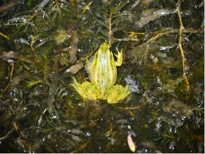 국립공원공단 태안해안 안뫼골습지에서 금개구리(멸종위기Ⅱ급) 서식지가 확인됐다. 사진 출처 : 국립공원공단