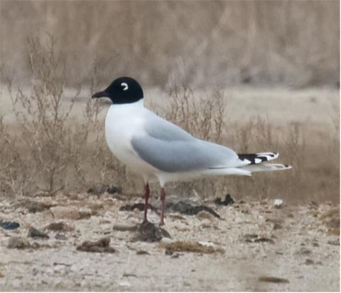 검은머리갈매기(멸종위기 야생생물 Ⅱ급). 사진 출처 : 국립생태원