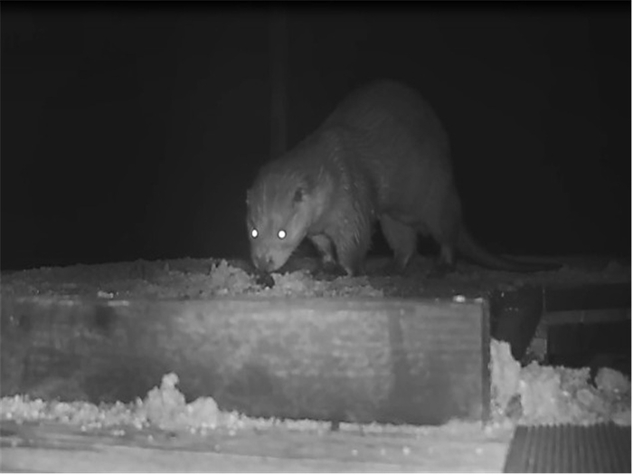 국립공원공단 계룡산 먹뱅이골습지 등에서 수달(멸종위기Ⅰ급) 서식지가 확인됐다. 사진 출처 : 국립공원공단