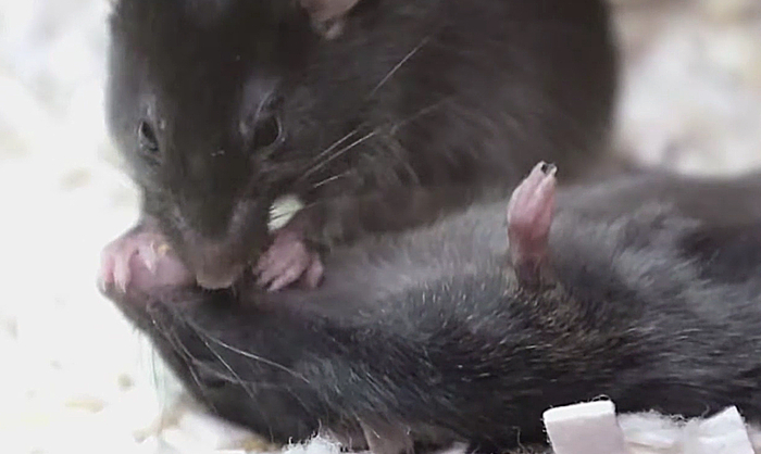 출처=유튜브(NewScientist)