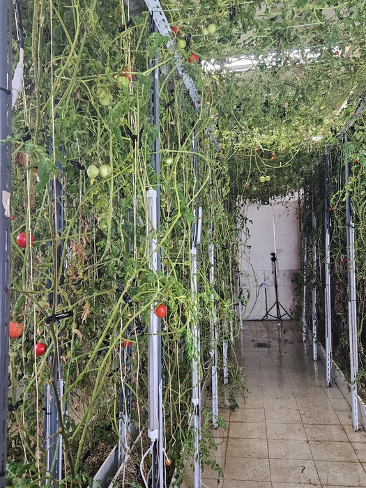 오딧세이글로벌이 스마트 식물공장에서 재배중인 토마토.