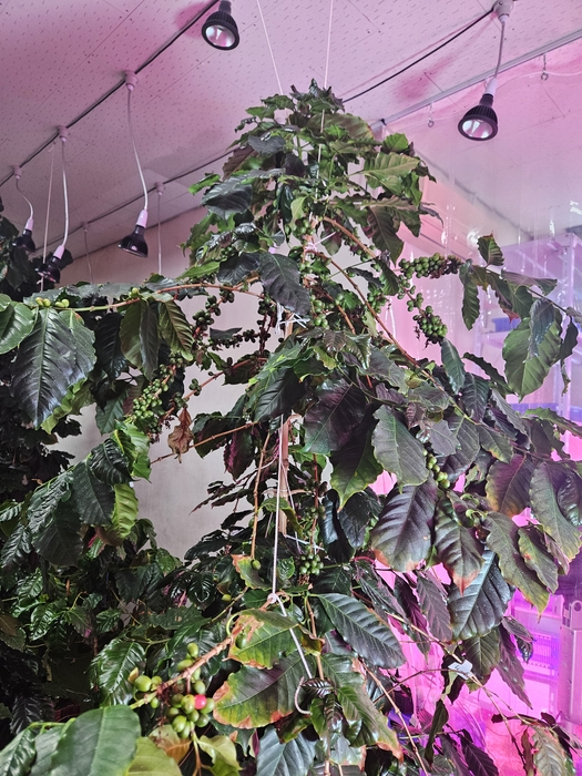 오딧세이글로벌, 사시사철 꽃 피고 열매 맺는 '100% 인공광원' 개발...스... - 뉴스 썸네일 이미지