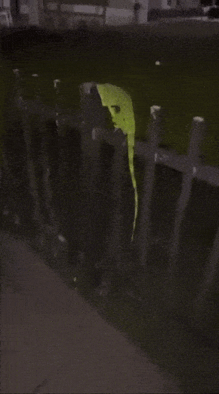 미국 플로리다 남부 마이애미에서 얼어붙은 채 발견된 녹색 이구아나. 사진=엑스(@DylanFedericoWX) 캡처