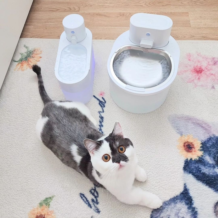 [마이캣페어] 펫 프리미엄 헬스케어 브랜드 '울트라웨이브', 2026 마이캣페어 송도 참가… 고양이 맞춤 헬스케어 솔루션 제안