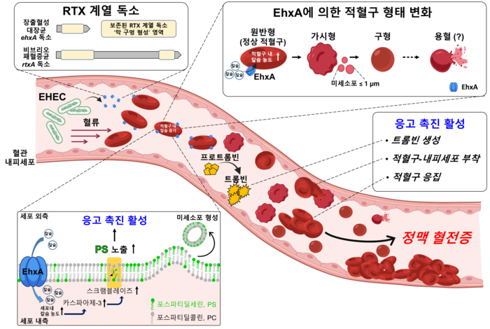 RTX 계열 독소에 의해 적혈구가 응고 촉진 상태로 전환되고 정맥 혈전이 형성되는 과정을 나타낸 모식도. (정한영 교수)
