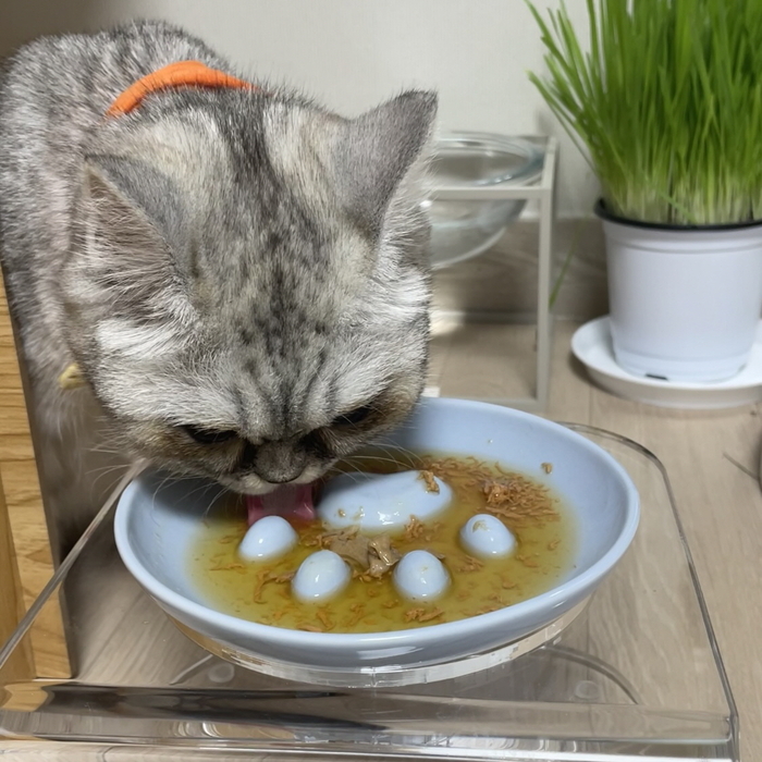 [마이캣페어] 유일앤펫 '참참볼', 국산 도자기로 만든 슬로우식기의 기준 제시