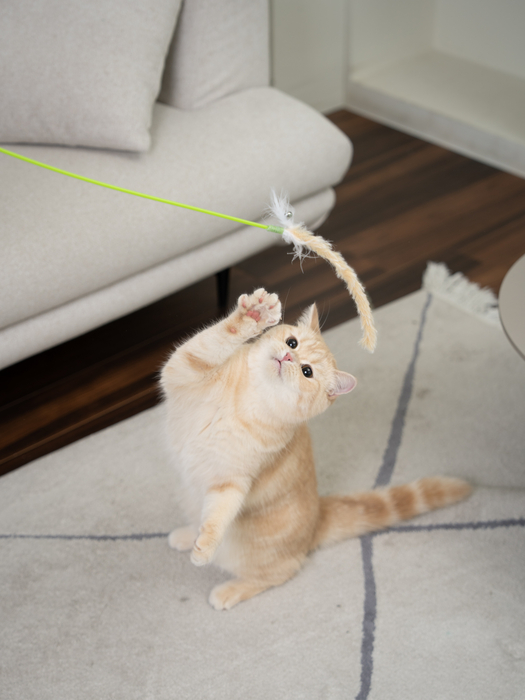 [마이캣페어] 펫타임즈, “마이캣페어 2026”서 반려묘 라이프 스타일 제안하는 '메가스크래쳐' 소개