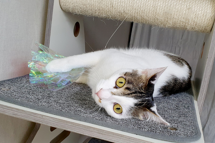 “고양이가 먼저 인정하는 장난감”, 진심을 만드는 브랜드