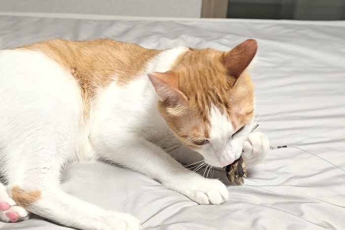 “고양이의 행복을 연구합니다” 한 땀 한 땀 정성 담은 수제 장난감 선보여 - 온라인 미출시 신제품 현장 최초 공개 및 박람회 한정 이벤트 진행