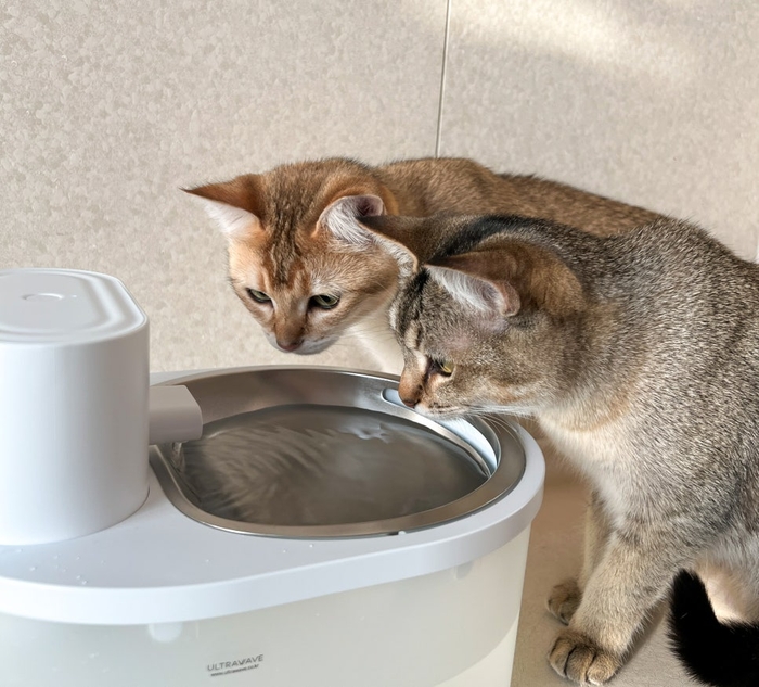 [마이캣페어] 펫 프리미엄 헬스케어 브랜드 '울트라웨이브', 2026 마이캣페어 송도 참가… 고양이 맞춤 헬스케어 솔루션 제안