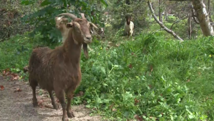 미국 한 지방자치단체가 산불 위험 요소인 마른 초목을 없애기 위해 '염소 방목'이라는 이색적인 방법을 도입했다. 사진=CBS 뉴스