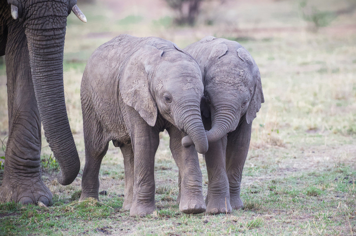코끼리. 사진=게티이미지뱅크