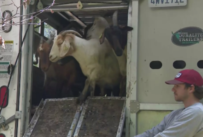 미국 한 지방자치단체가 산불 위험 요소인 마른 초목을 없애기 위해 '염소 방목'이라는 이색적인 방법을 도입했다. 사진=CBS 뉴스