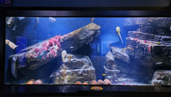 전남해양수산과학관 토산어종 전시(꼼치).