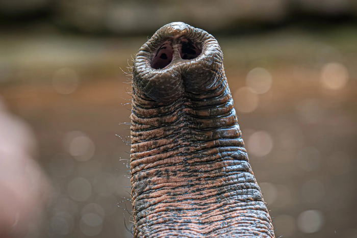 코끼리 코. 사진=막스플랑크 지능시스템연구소 / A. 포사다 / 하이델베르크 동물원