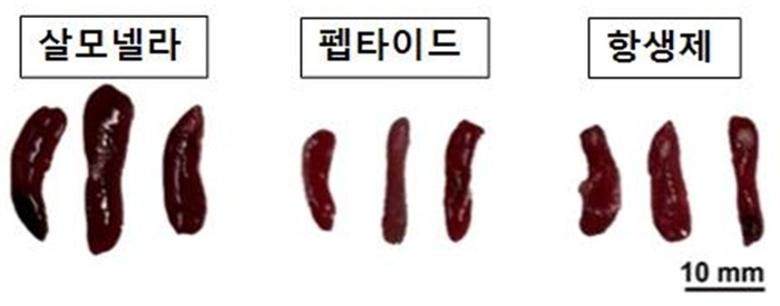 살모넬라에 감염된 마우스에서는 염증 반응으로 인해 비장(Spleen)이 비대해졌으나, 펩타이드를 투여한 마우스에서는 비장 비대가 관찰되지 않아 염증 반응이 완화된 것으로 확인됐다. 비장(Spleen) 크기 비교.  사진 출처 : 국립호남권생물자원관