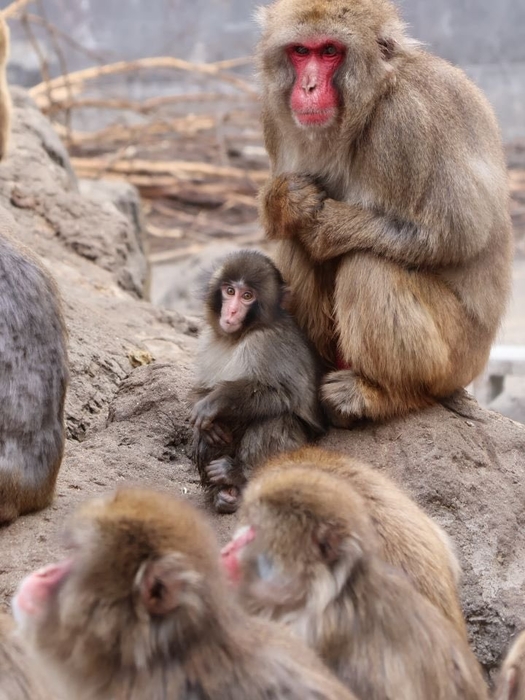 어미에게 버려진 뒤 인형에 의지하며 살아가는 모습으로 화제가 된 일본의 아기 원숭이 '펀치'. 무리에 적응하기 시작한 모습. 사진=엑스(@ichikawa_zoo) 캡처