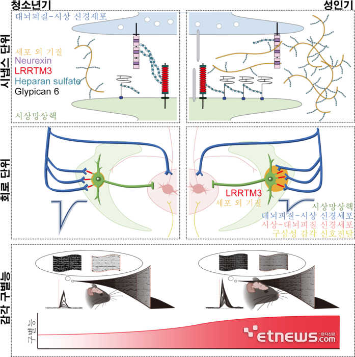 유년기부터 성인기에 이르기까지, 우리 뇌의 '감각 검문소'가 정교해지는 과정을 나타낸 이미지