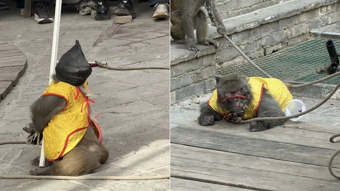 중국 관광지서 논란이 된 원숭이 공연. 사진=웨이보 캡처