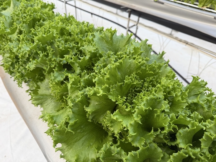 제주도 스마트팜에서 재배하는 유럽상추 / 제주도 농업기술원