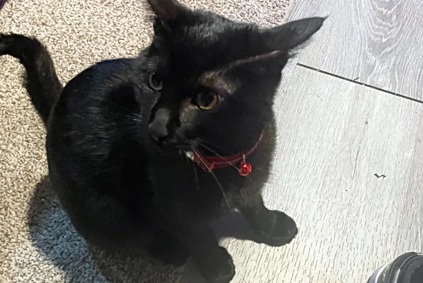 반워머(56)의 반려묘 프레드. 사진=뉴욕포스트