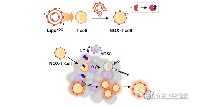 세포 표면 엔지니어링 기술을 이용하여 형성된 일산화질소 소거능을 가진 T 세포와 이를 이용한 효과적인 T 세포 치료제의 항암 효과를 나타낸 이미지