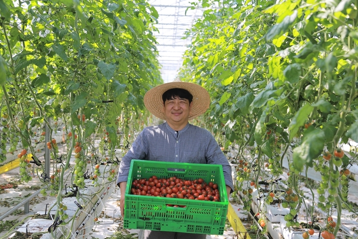 킴스클럽은 제철 토마토 전 품종 산지와 물량을 대폭 확대했다고 17일 밝혔다.