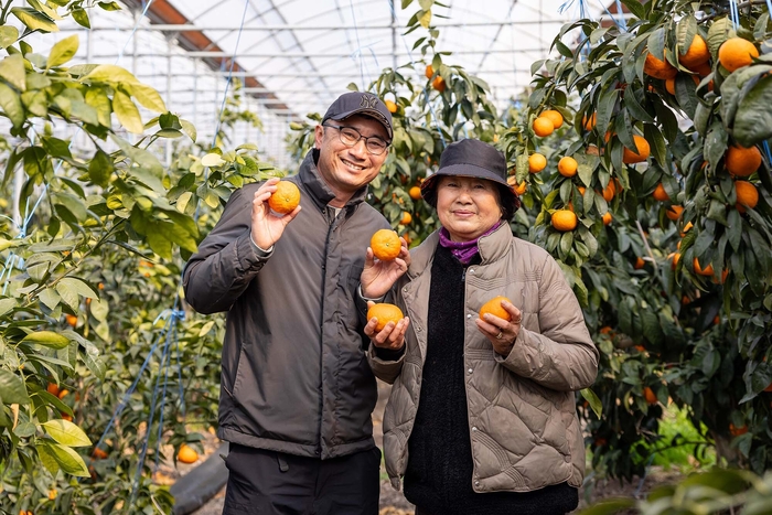 쿠팡, 제주 만감류 20톤 매입…최대 30% 할인 상생 행사