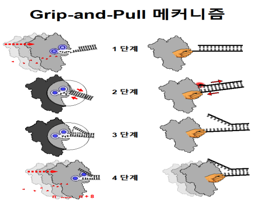 그립앤풀(Grip-and-Pull) 방식에 의한 Xrn1의 단계적 RNA 이중가닥 해리 과정. (연구재단 제공)