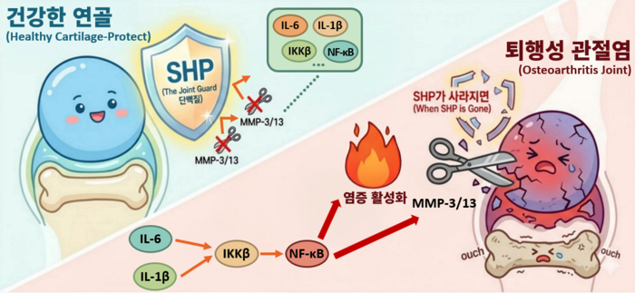 SHP(NR0B2) 유전자를 전달하면 연골 분해 경로(NF-κB)가 억제돼, 연골 파괴 효소 생성이 줄어들고 관절 손상이 완화된다.