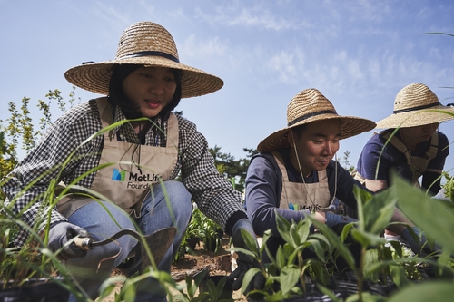 메트라이프생명 임직원들이 봉사활동을 진행하고 있다.(사진=메트라이프생명)